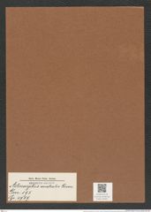 Actinocyclus australis Grun. (de-Toni-Nr.: Genus 195, Species 4759) Zeichnungen Sammlung Grunow Mappe 04631 (Herbarium_W_Grunow_drawings_Folder_04631)